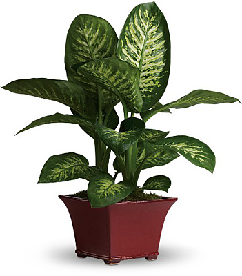 Delightful Dieffenbachia